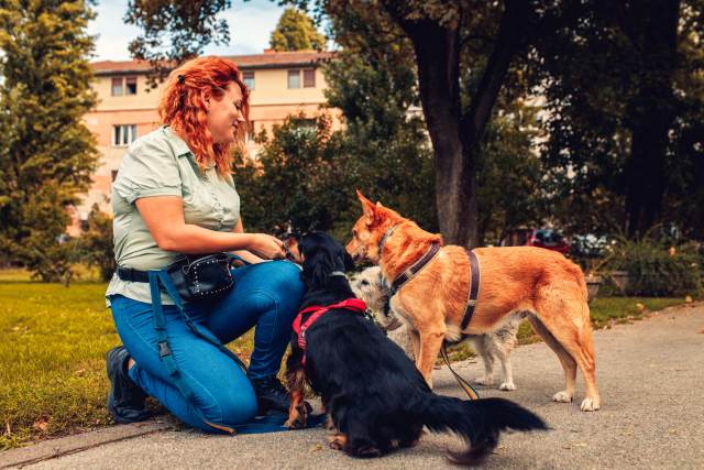 Pet sitter e dog walker di fiducia — area Animali